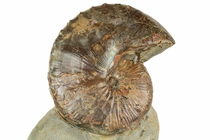 Iridescent Fossil Ammonite (Discoscaphites) - South Dakota #189352